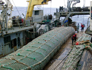 Olivene Braided Nets